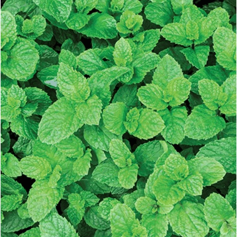 Pepparmyntsolja 100% Naturlig 25ml