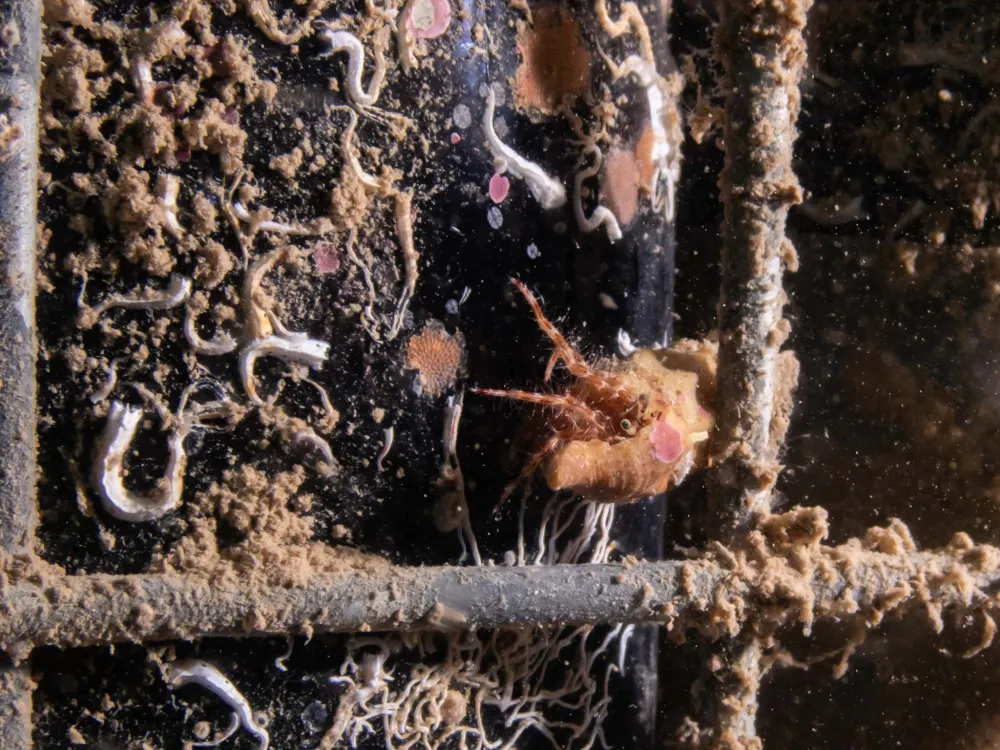 Anemonernas hav 2018