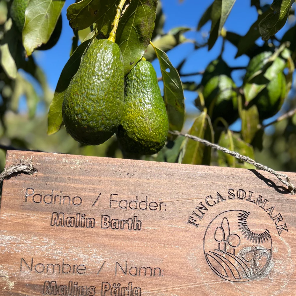 Stora avokado EKO 600g