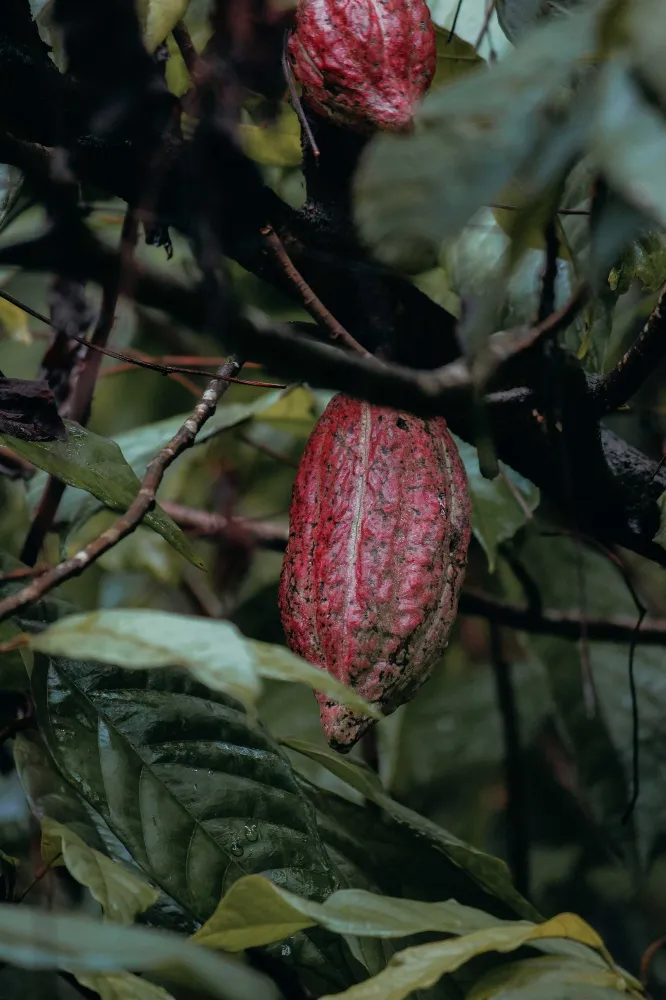 70% Mörk choklad med Himalayasalt 70g