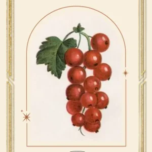 Tepåsar Cranberry Dream - smaksatt te - Grön Te
