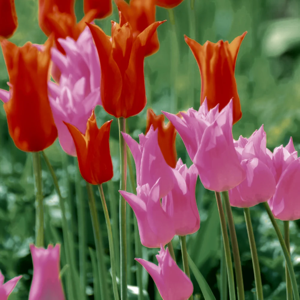 Papper+Design Luncheon Servetter (Garden Tulips)