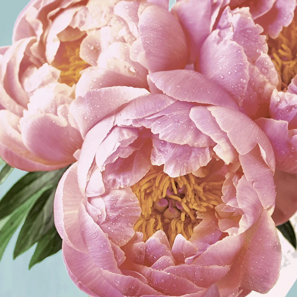 Papper+Design Luncheon -servetter (Pink Peony)