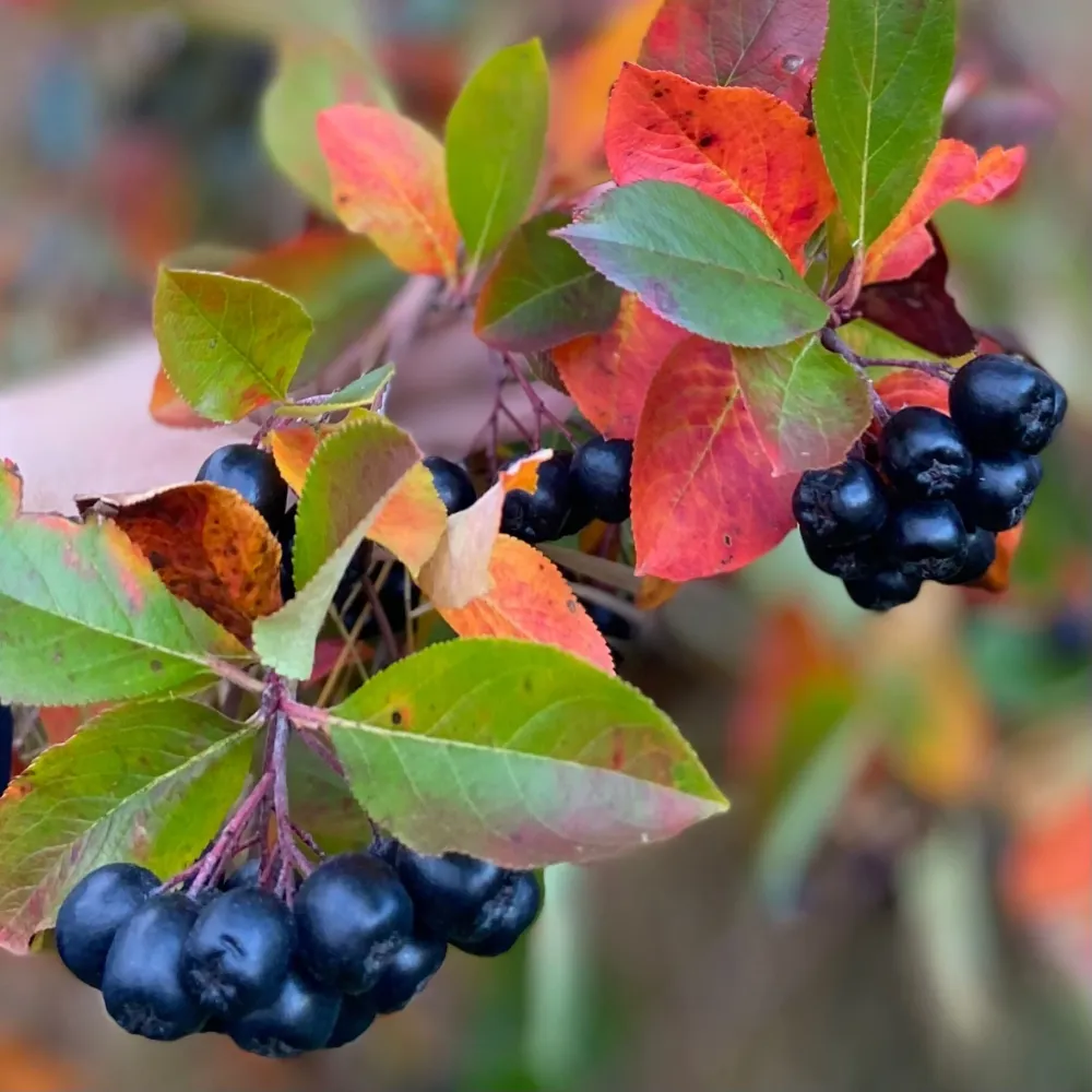 Finnish Superberries - Ekologisk aroniasaft - 3L