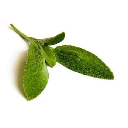 Organic Salge Bio- 15g