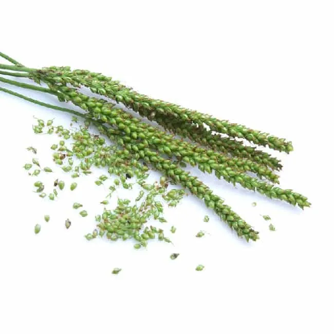 Ribwort groblad Bio- 15g