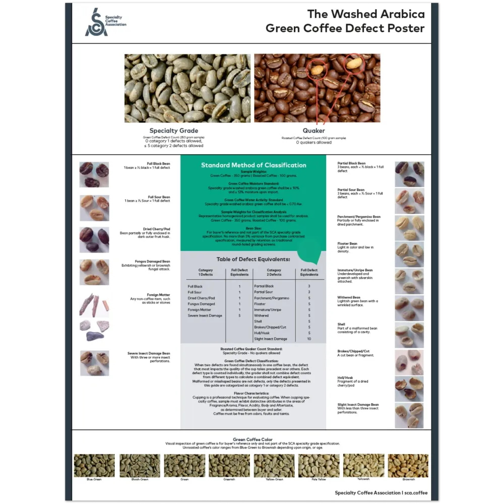 Arabica Poster - Engelska - SCA