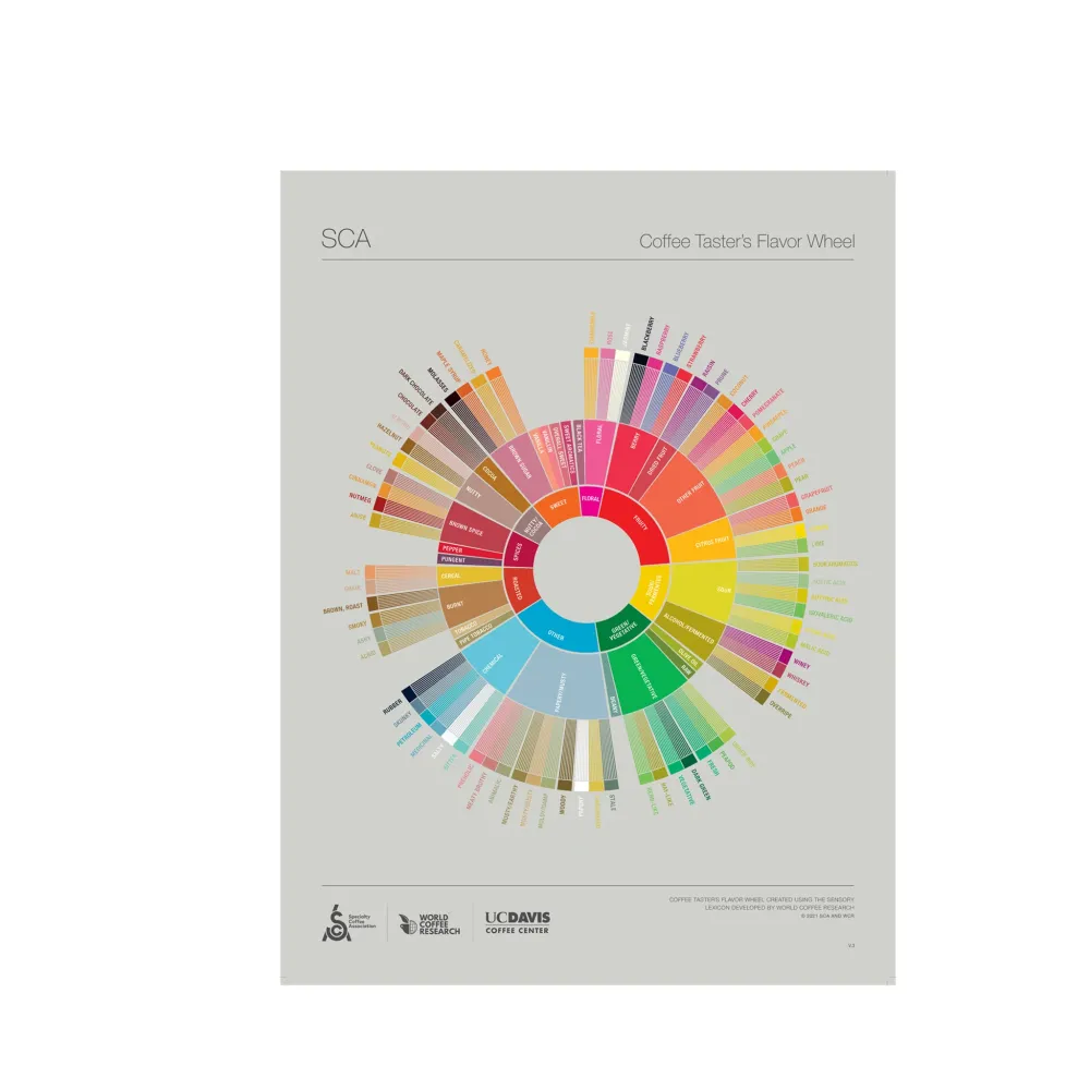 Engelska - Coffee Taster's Flavour Wheel Poster -SCA