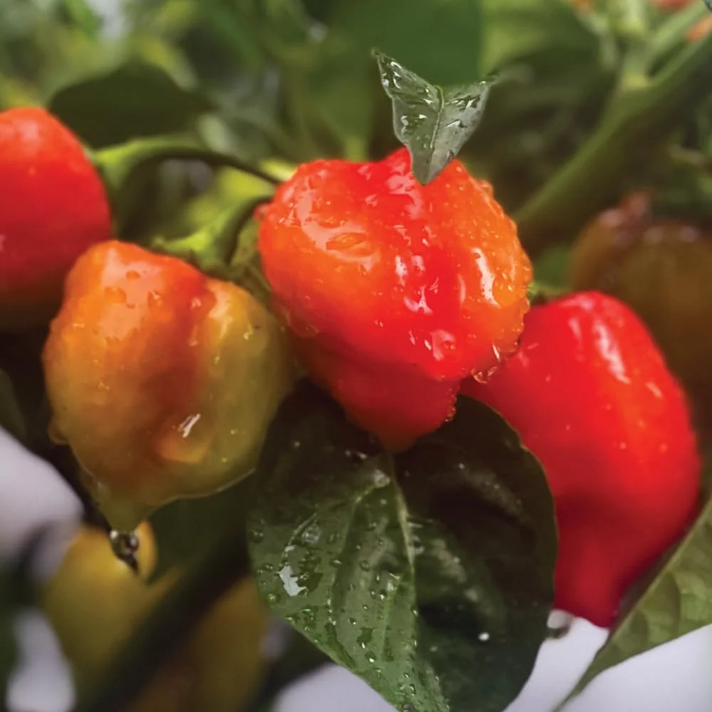Habanebros Earl Grey habanero chilisås med bergamott 60 ml Kyoto